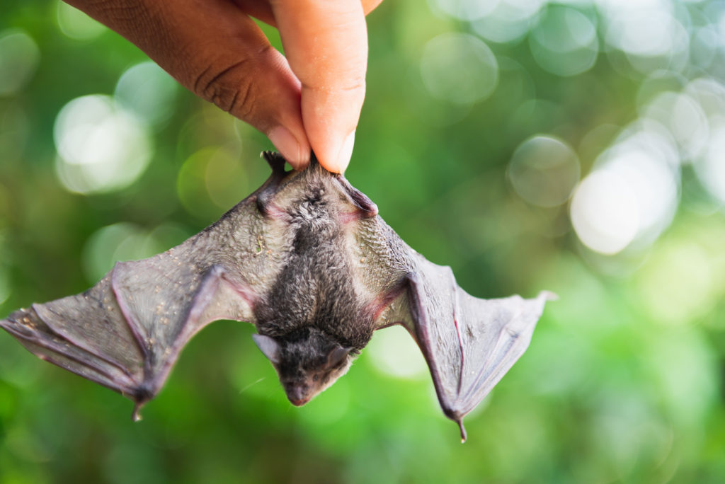 Virginia Bat Removal and Control 804-729-9097