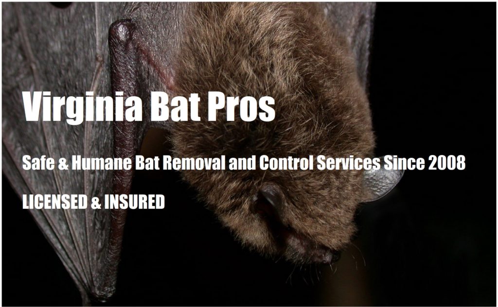 Virginia Bat Removal and Control 804-729-9097