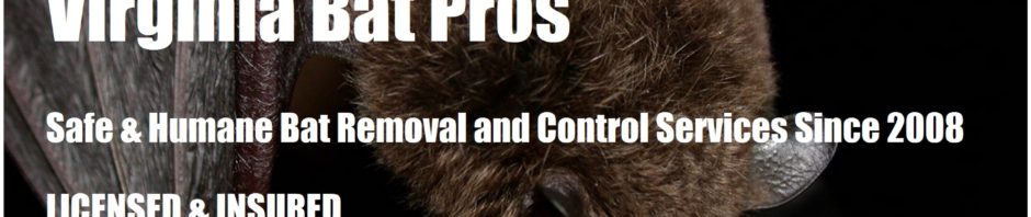 Virginia Bat Removal and Control 804-729-9097