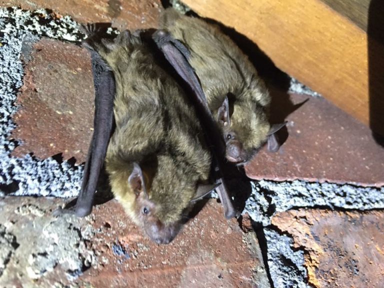 Why You Should Never Try to Remove Bats Yourself