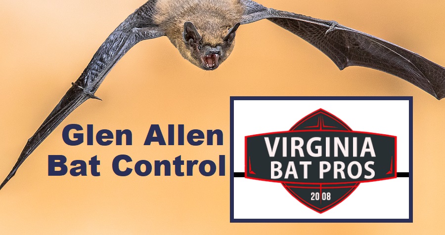 Glen Allen Bat Removal and Control 