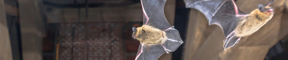 Richmond Bat Removal and Control 804-729-9097