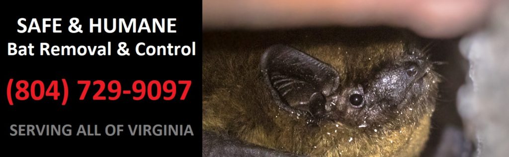 Midlothian, Virginia Bat Removal and Control 