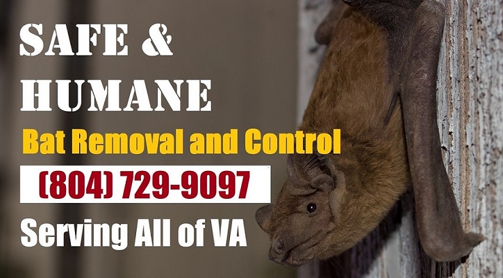 Roanoke Virginia Bat Removal and Control 