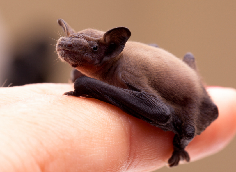 Virginia Bat Removal and Control 804-729-9097