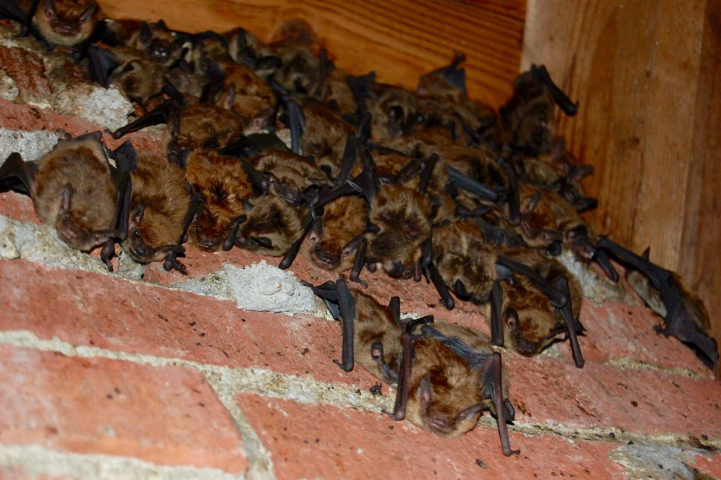 Virginia Bat Removal and Control 804-729-9097