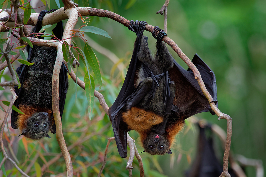 Gray-Headed Flying Fox Bat