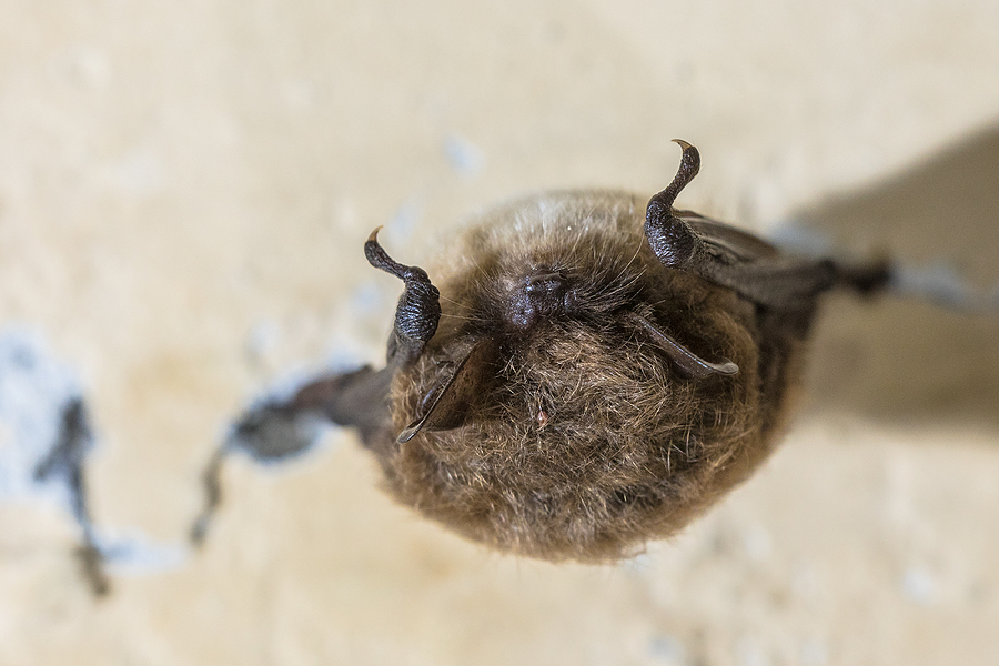 Virginia Bat Removal Company 804-729-9097