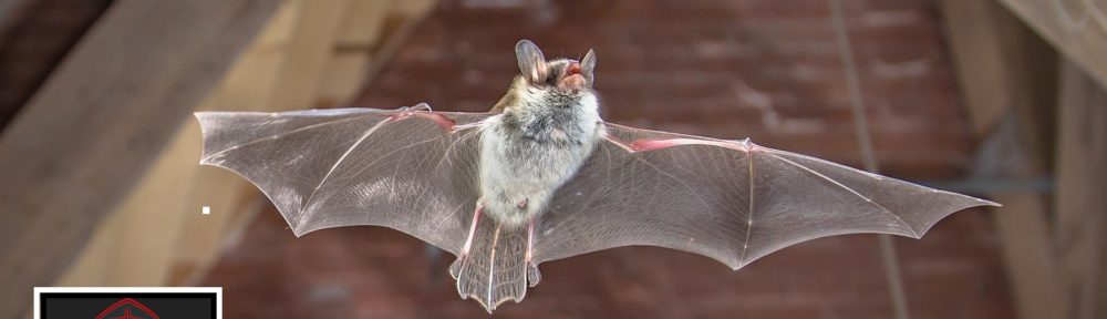 Virginia Bat Removal and Control 804-729-9097