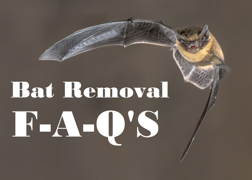 Virginia Bat Removal and Control 804-729-9097