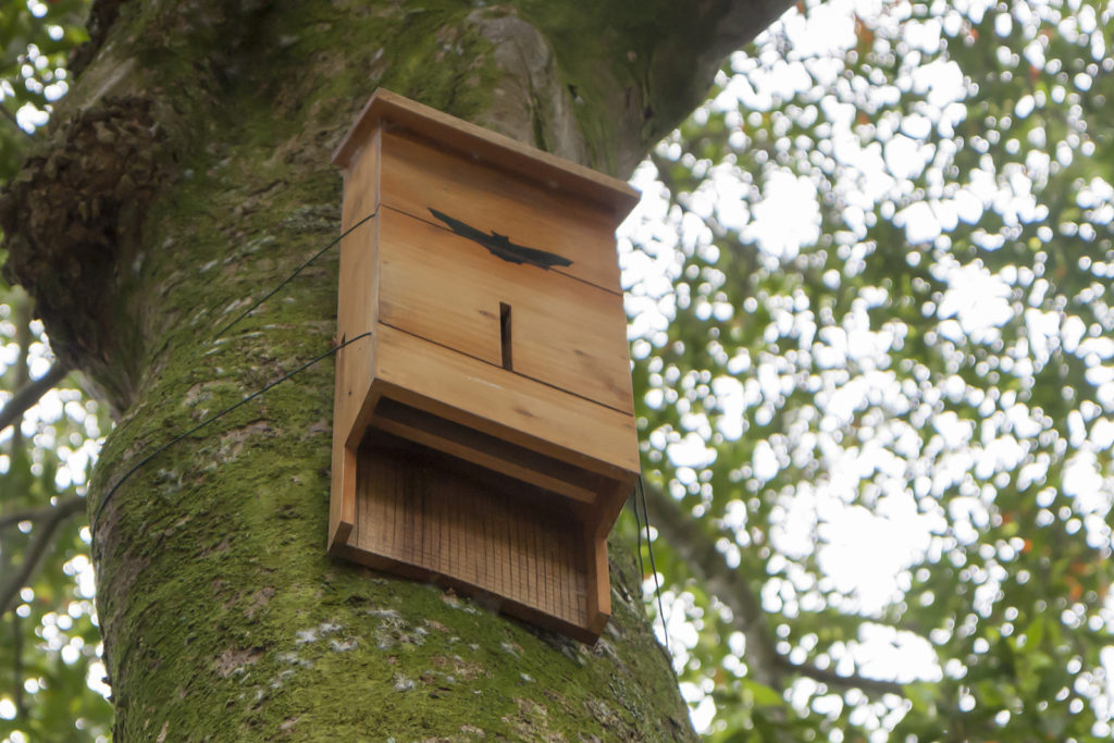 VA Richmond Bat Removal 