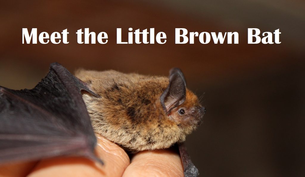 Virginia Bat Removal and Control 804-729-9097