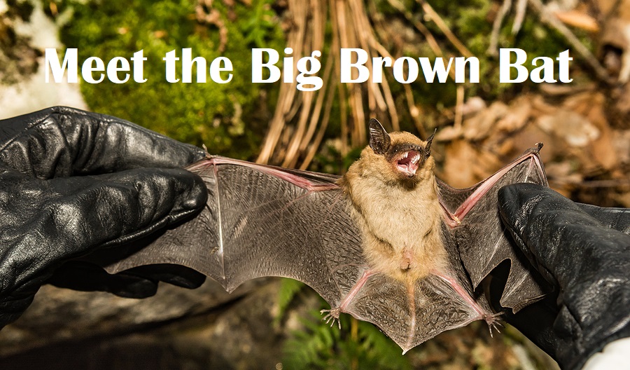 Virginia Bat Removal and Control 804-729-9097