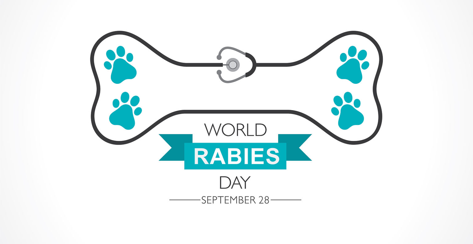 Learn About Rabies Awareness For World Rabies Day Virginia Bat Pros