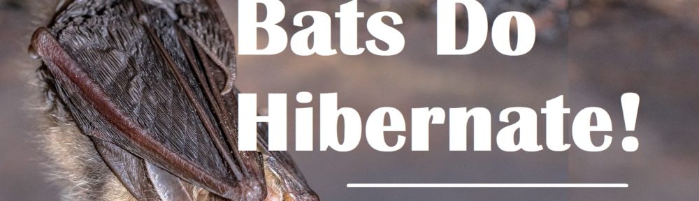 Richmond Bat Removal Services 804-729-9097