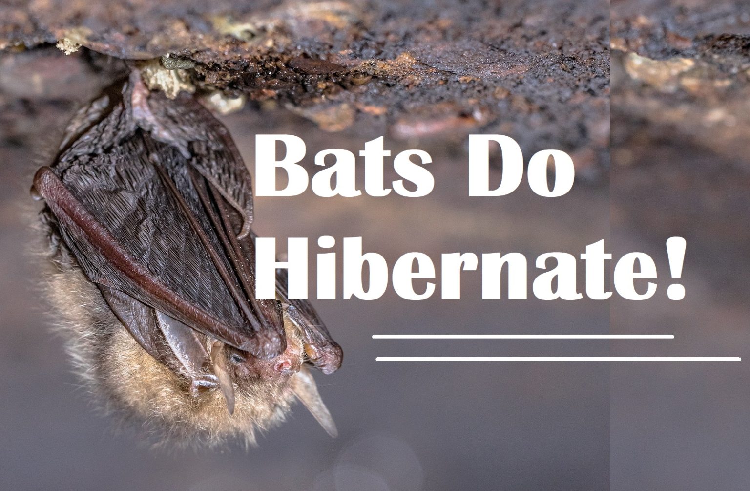 Do Bats Go into Hibernation Soon? Virginia Bat Pros