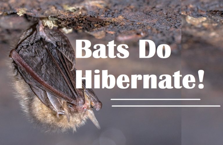 Do Bats Go into Hibernation Soon? Virginia Bat Pros