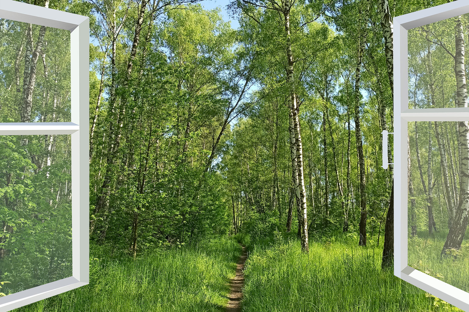 How to Get a Flying Bat Out of the House Virginia Bat Pros