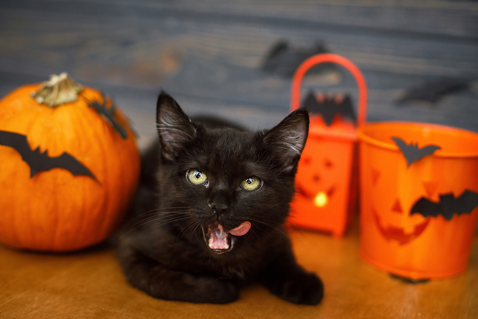 Did Your Cat Bring You a Dead Bat? Virginia Bat Pros