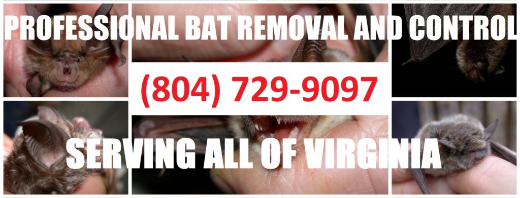 Virginia Bat Removal and Control 804-729-9097