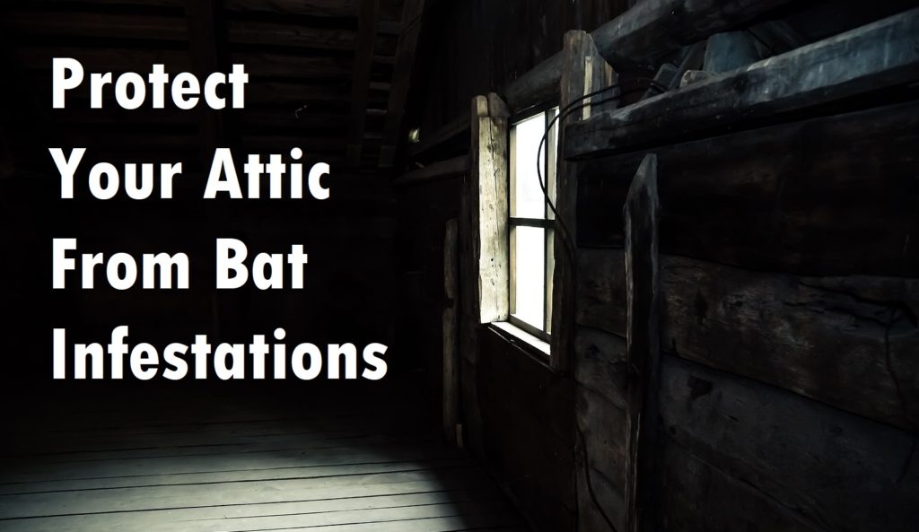 Get Rid of Bats in the Attic in Virginia 804-729-9097