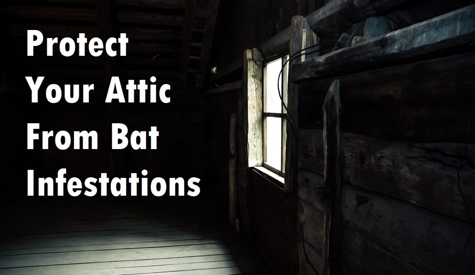 Information About Bat Exclusion For Attics Virginia Bat Pros