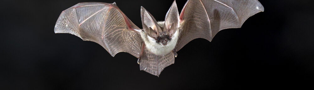 Richmond VA Critter Control Bats 804-729-9097