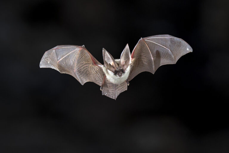 Educational Facts About the Virginia Bat Virginia Bat Pros