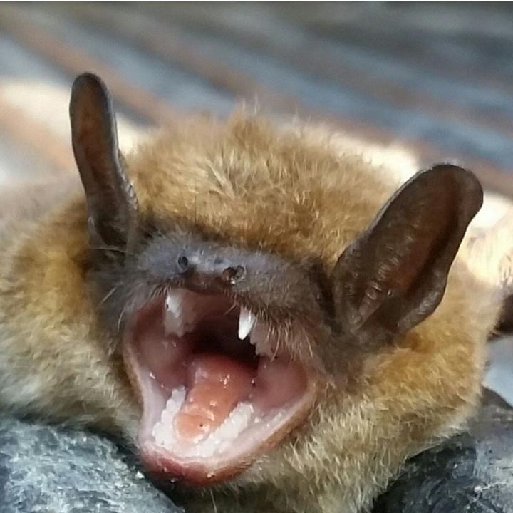 Bat Critter Control Service Virginia 804-729-9097