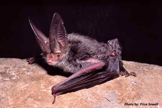 Rafinesque's Big-Eared Bat