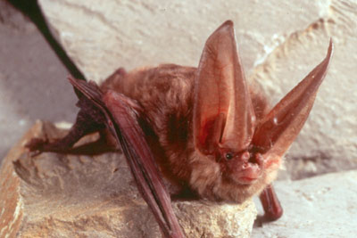 Virginia Big-Eared Bat