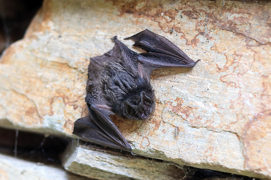 Bat Removal Company Richmond Virginia 804-729-9097