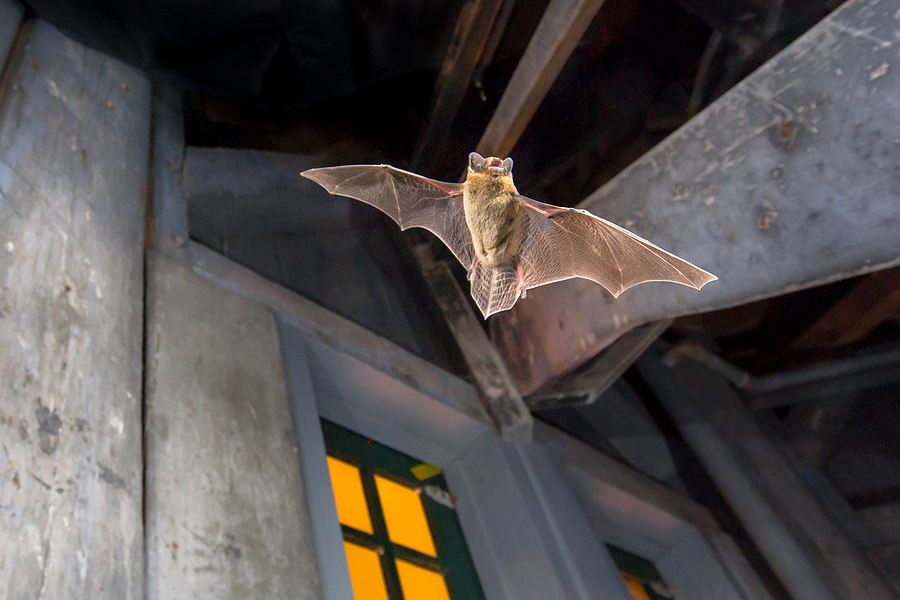 Virginia Bat Removal Service 804-729-9097