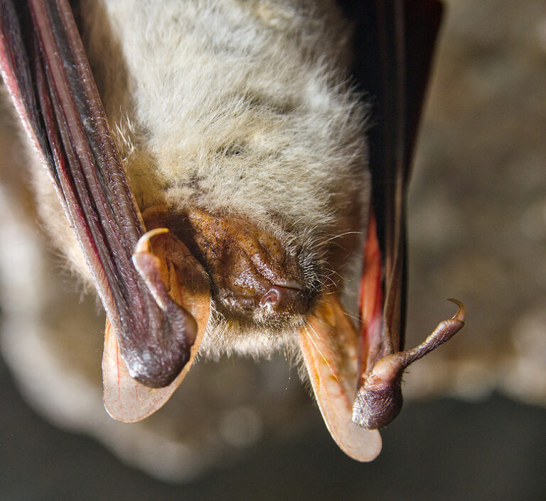 Fascinating Facts About the Greater Mastiff Bat Virginia Bat Pros