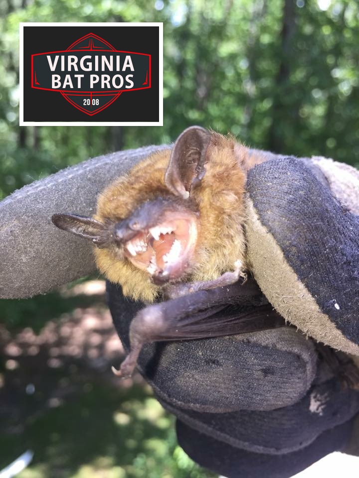 Get Rid of Bats Richmond Virginia 804-729-9097