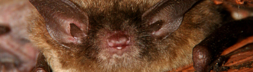 Get Rid of Bats in House Richmond VA 804-729-9097