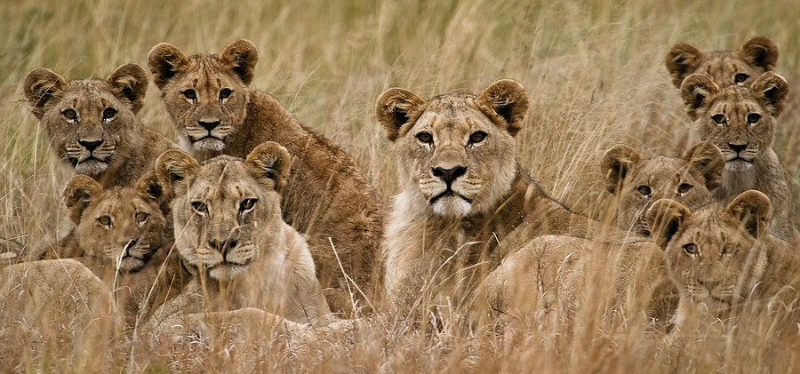 Family of African Lions, a well-known Keystone species.