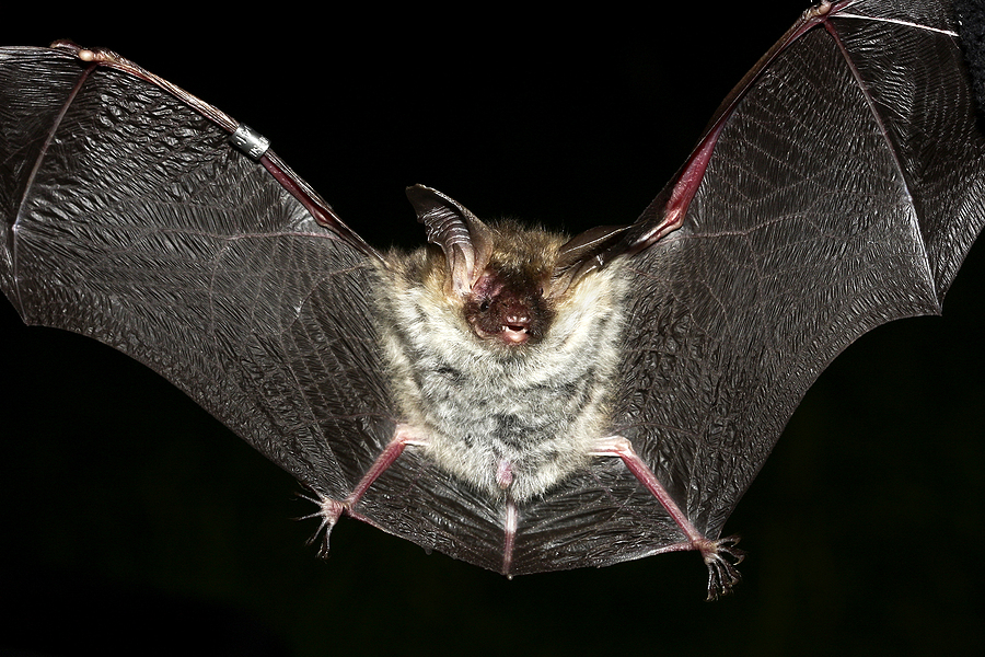 Virginia Big eared bat is our state bat!