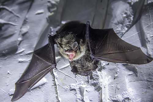 Bat Removal and Control Business Virginia