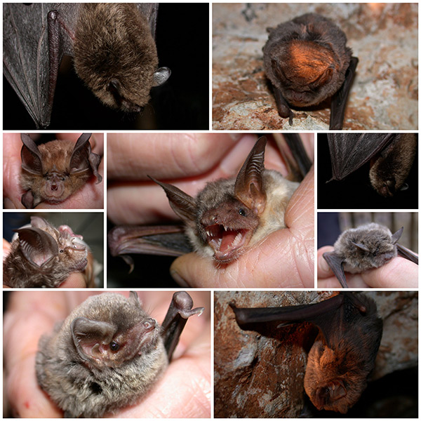 Bat Removal and Control Midlothian Virginia